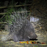 Indian Crested Porcupine (image by Hannu Jannes)