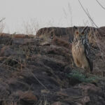 Indian Eagle-Owl (image by Hannu Jannes)
