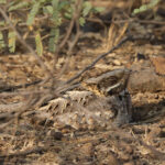 Indian Nightjar (image by Hannu Jannes)
