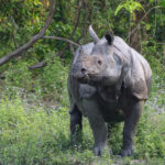 Indian One-horned Rhinoceros (image by Hannu Jännes)