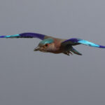 Indian Roller (image by Hannu Jannes)