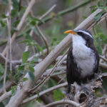 Indian Scimitar Babbler (image by Hannu Jannes)