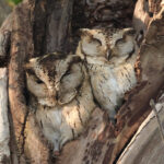 Indian Scops Owl (image by Hannu Jannes)