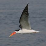 Indian Skimmer (image by Hannu Jannes)