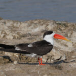 Indian Skimmer (image by Hannu Jannes)