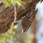 Indian Spotted Creeper (image by Hannu Jannes)