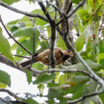 Iriomote Tit (image by Mike Buckland)