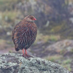 Jackson's Spurfowl (image by Pete Morris)