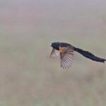 Jackson's Widowbird (image by Pete Morris)