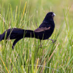 Jackson's Widowbird (image by Nik Borrow)