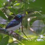 Jameson's Wattle-eye (image by Pete Morris)
