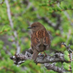 Japanese Accentor (image by Dave Farrow)