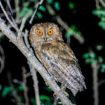 Japanese Scops Owl (image by Mike Buckland)