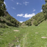 Juniper woodland on the Tibetan Plateau (image by Mark Beaman)