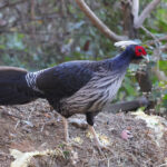 Kalij Pheasant (image by Hannu Jannes)