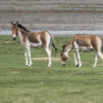 Kiangs or Tibetan Wild Asses (image by Mark Beaman)