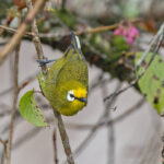 Kikuyu White-eye (image by Pete Morris)