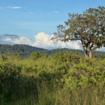 Kilimanjaro from Arusha National Park (image by Nik Borrow)