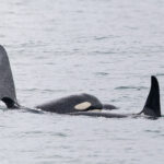 Killer Whales (Orca - resident) (image by Pete Morris)