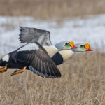 King Eiders (image by Pete Morris)