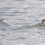 Kittlitz's Murrelets (image by Pete Morris)