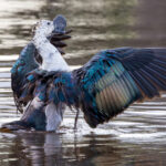 Knob-billed Duck (image by Nik Borrow)