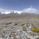 The wild Kunlun mountainscape that is home to Sillem's Rosefinch (image by Mark Beaman)