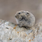 Ladak Pika (image by Mark Beaman)