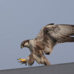 Laggar Falcon (image by Hannu Jannes)