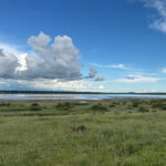 Lake Ndutu with Cheetahs (image by Nik Borrow)