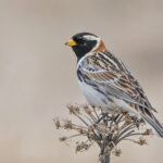 Lapland Bunting (image by Pete Morris)
