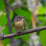 Large Blue Flycatcher (image by Hannu Jännes)