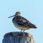Latham's Snipe (image by Dave Farrow)