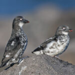 Least Auklets (image by Pete Morris)