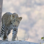 Leopard (image by Hannu Jannes)