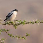 Lesser Grey Shrike (image by Janos Olah)