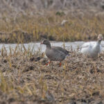 Lesser White-fronted Goose (image by Pete Morris)