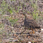 Lichtenstein's Sandgrouse (image by Pete Morris)