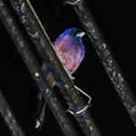 Lidth's Jay (image by Dave Farrow)