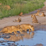 Lions (image by Pete Morris)