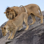 Lion (image by Nik Borrow)