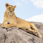 Lioness (image by Nik Borrow)