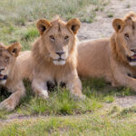 Lions (image by Nik Borrow)