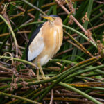 Little Bittern (image by Nik Borrow)