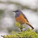 Little Rock Thrush (image by Pete Morris)