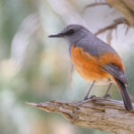Little Rock Thrush (image by Janos Olah)
