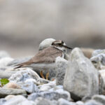 Long-billed Plover (image by Peter Lobo)