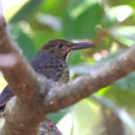 Long-billed Thrush (image by Hannu Jannes)