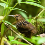 Long-billed Wren-babbler (image by Peter Lobo)