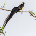 Long-tailed Paradise Whydah (image by Nik Borrow)